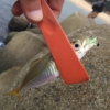 ちっちゃいアジが釣れた