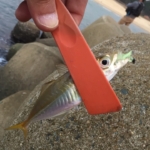 ちっちゃいアジが釣れた