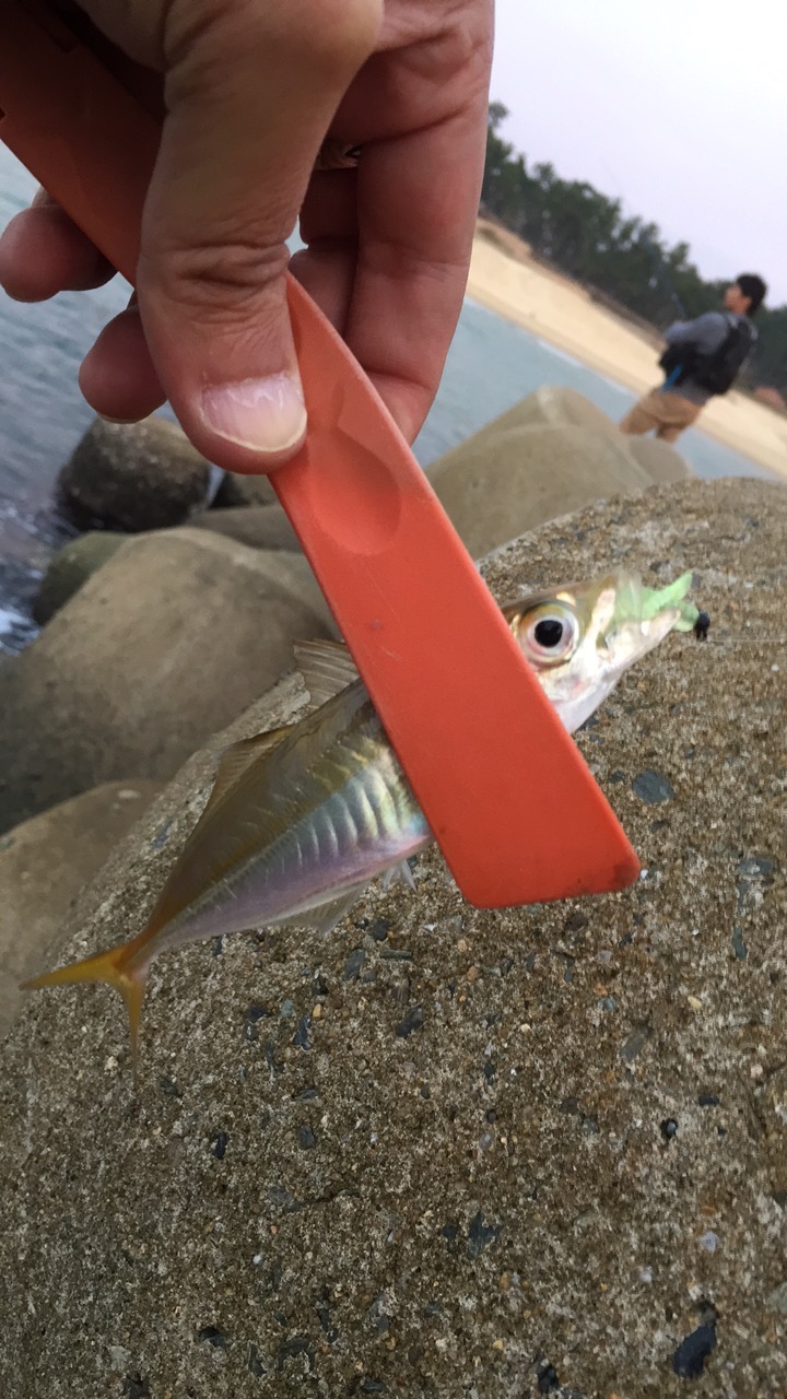 ちっちゃいアジが釣れた