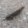アジングでハゼ