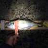 尺アジ2匹目36cm