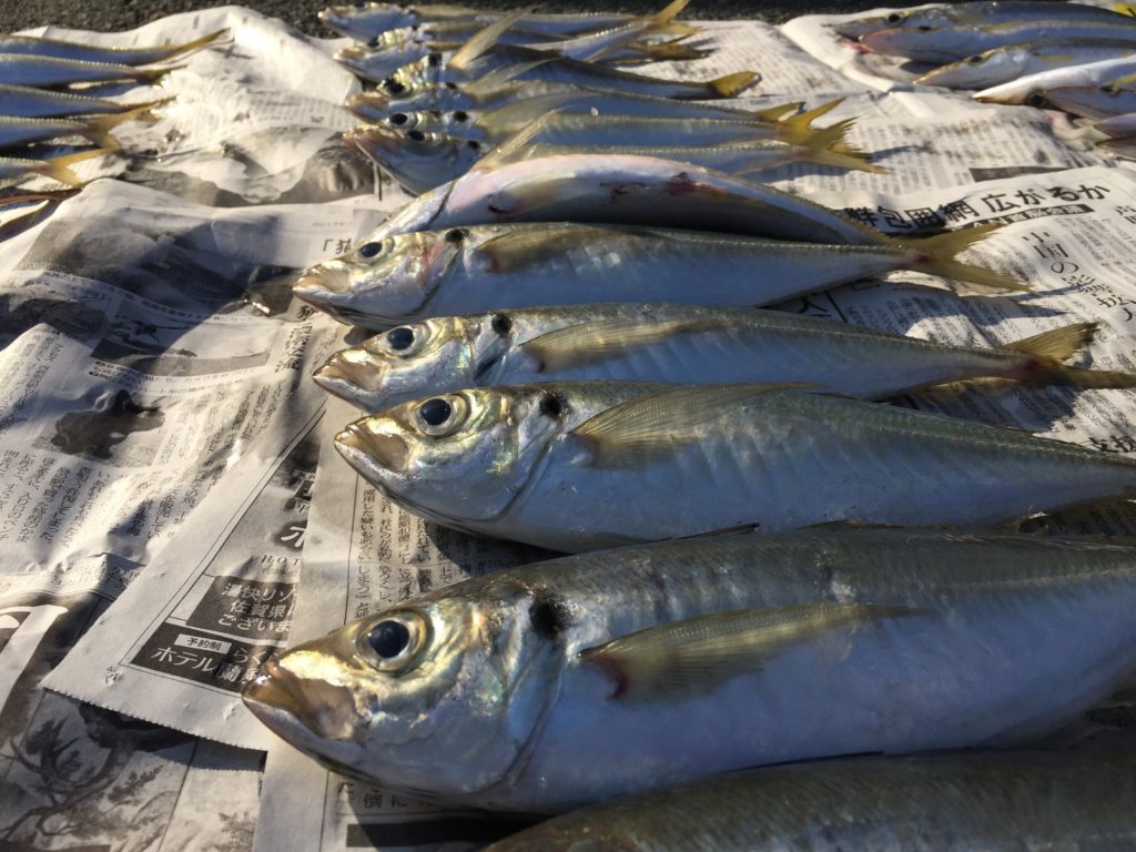 釣果のアジ