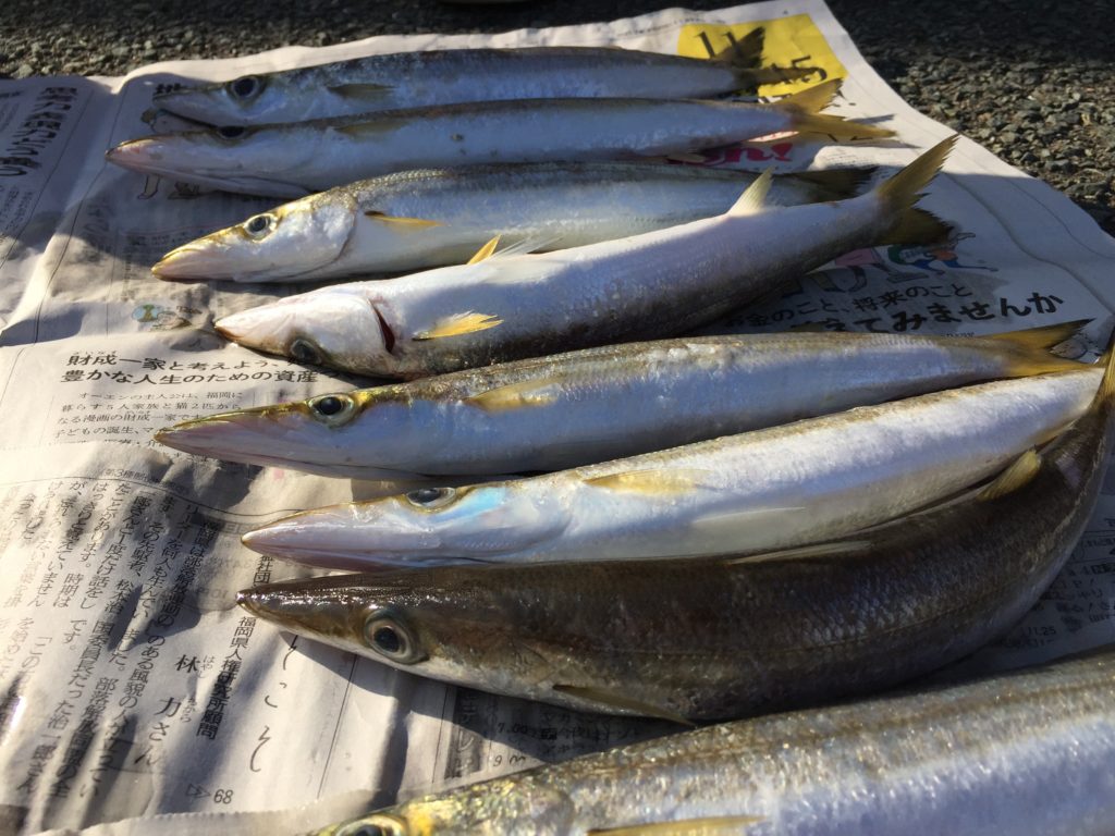 釣果のカマス