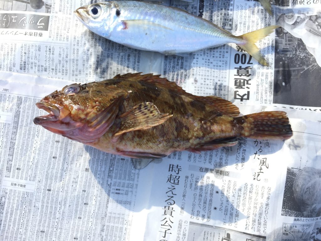 釣果のアラカブ（カサゴ）